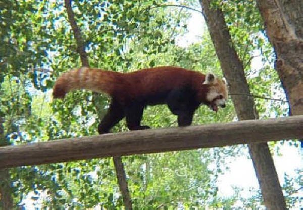 Red Panda