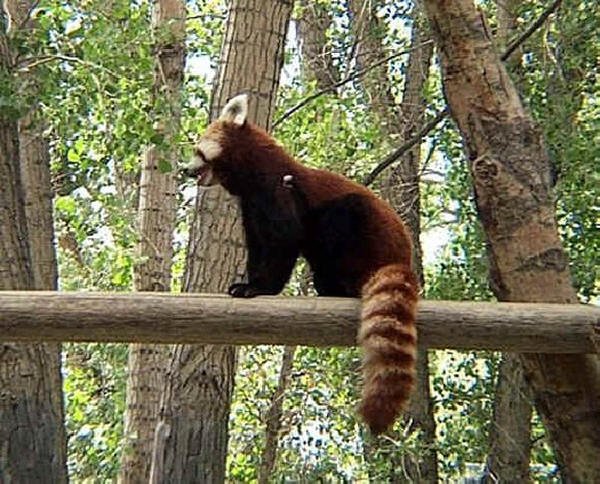 Red Panda
