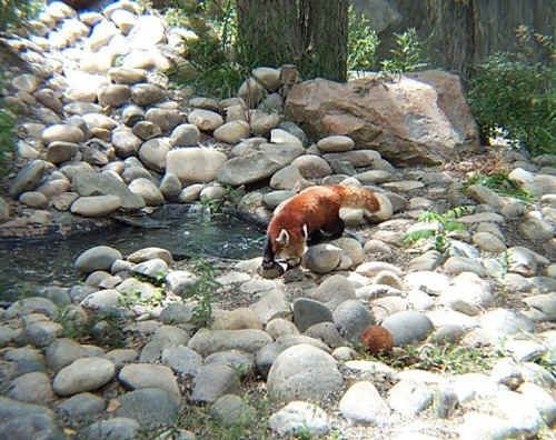 Red Panda