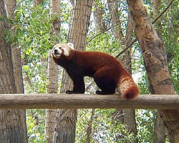 Red Panda