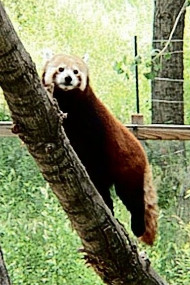 Red Panda