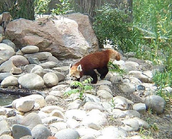 Red Panda