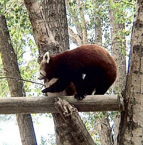 Red Panda