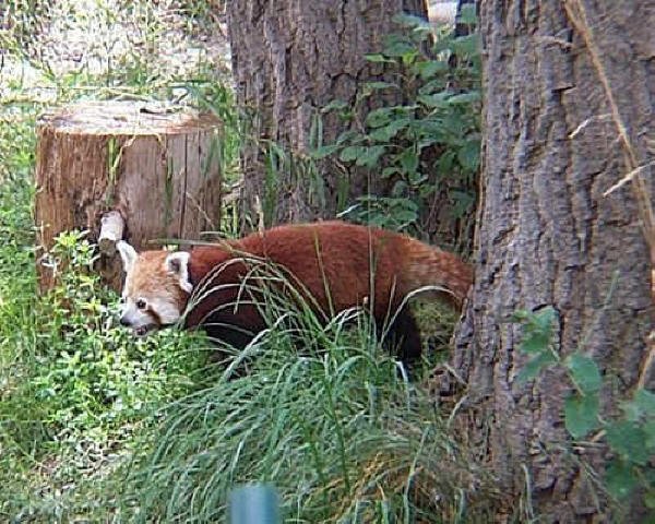 Red Panda