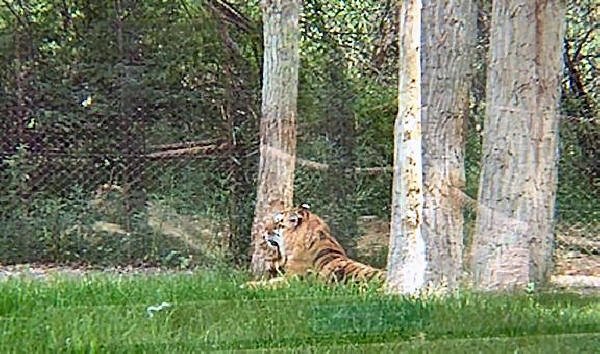 Siberian Tiger